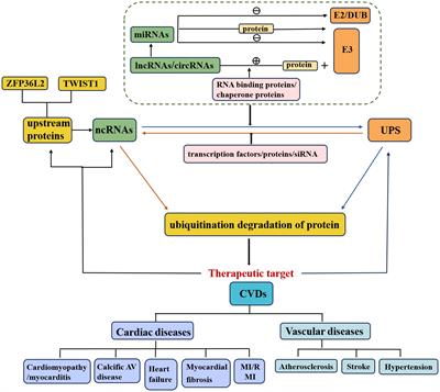 Crosstalk between ubiquitin ligases and ncRNAs drives cardiovascular disease progression